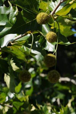 Platanus x hispanica (acerifolia) - platan javorolistý (74) - plodenství